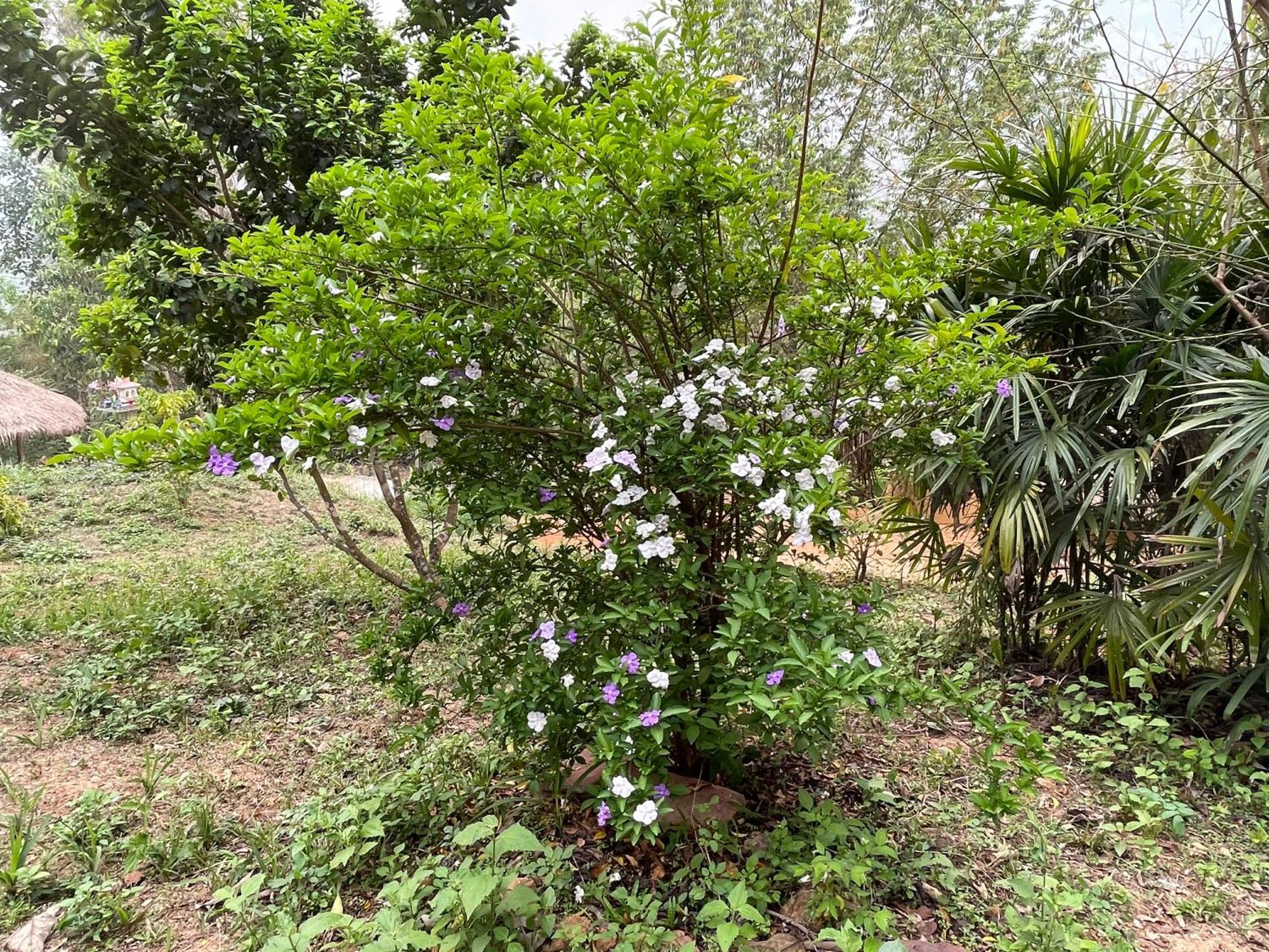 Chiang Dao Roundhouses Exteriör bild